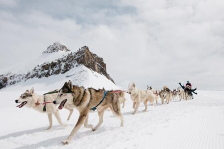 04-Hundeschlitten Fahrten mit Huskys Glacier 3000